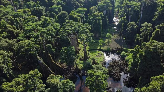 Aerial video captures lush, dense forest with sunlight filtering through, highlighting vibrant greenery from a high-angle perspective.