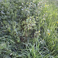 green grass in the garden