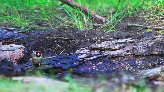 Close-up of a Goldfinch (Carduelis carduelis).  Birds at a watering hole in the forest. Slow motion.