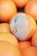Fruits showing signs of mold in a fresh produce display