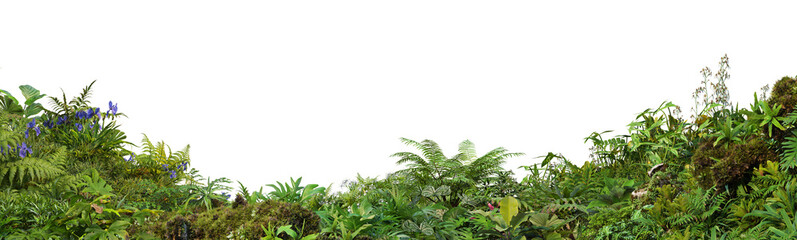 3D render foreground of various green leaf plants on a transparent background.	