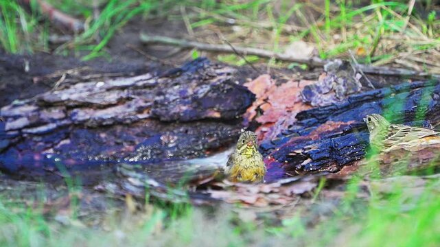 A close-up of an Ortolan Bunting (Emberiza hortulana) and Yellowhammer (Emberiza citrinella). The bird splashes in the water in the forest.  Slow motion.