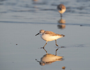 Sanderling (Calidris alba) in winter plumage with mirror reflection in water at sunset hours, Galveston, Texas, USA