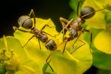 Macrophotography of a pair of ants on a yellow flower.