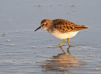 Least sandpiper (Calidris minutilla) with mirror reflection in the water, Galveston Island, USA
