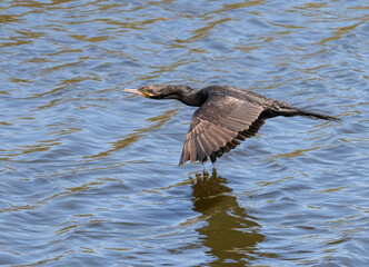 Neotropic cormorant (Nannopterum brasilianum) taking off from water, High Island, Texas, USA.