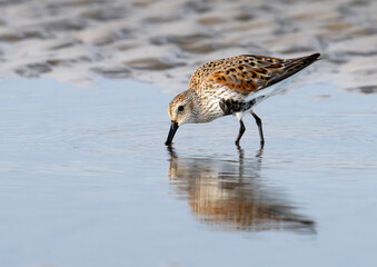 Dunlin (Calidris alpina) strolling through the beach in a search of food, Galveston, Texas, USA