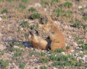 Young Black-tailed prairie dogs playing at Prairie Dog Town in Mackenzie City Park, Lubbock, Texas