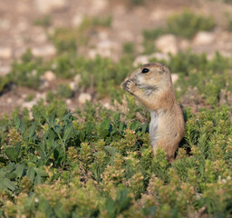 Puppy of black-tailed prairie dog, Cynomys ludovicianus, feeding in prairie in Prairie Dog Town, Lubbock, Texas