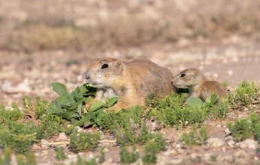 Adult and young prairie dogs interaction as part of daily grooming routine, Lubbock, Texas, USA