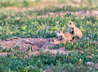 Black-tailed prairie dogs, Cynomys ludovicianus, at Prairie Dog Town in Mackenzie Main City Park, Lubbock, Texas
