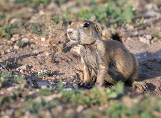 Puppy of black-tailed prairie dog, Cynomys ludovicianus, feeding in prairie in Prairie Dog Town, Lubbock, Texas
