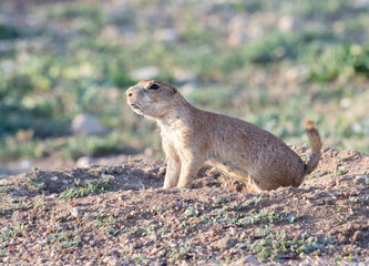Black-tailed prairie dogs, Cynomys ludovicianus at Mackenzie Main City Park, Lubbock, Texas