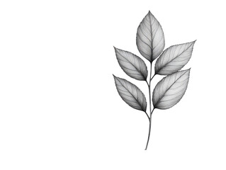 A leafy branch with a white background