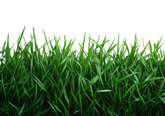 Obraz premium A lush green field of grass with a white background