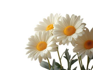 Fototapeta premium A bouquet of white daisies with yellow centers
