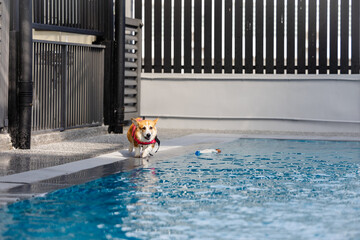 Joyful Corgi in Swimwear Splashing in Pool — Fun Summer Day with Dog Family