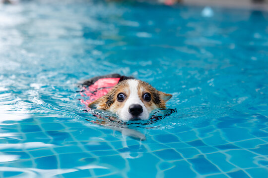 Joyful Corgi in Swimwear Splashing in Pool &mdash; Fun Summer Day with Dog Family