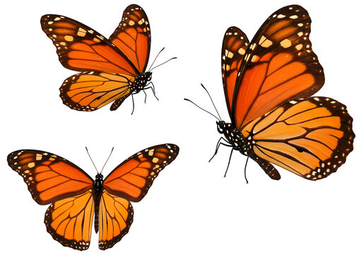Fototapeta Three vibrant monarch butterflies with bright orange and black wings. isolated on white or transparent background. PNG, displaying elegance and grace