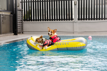 Joyful Corgi in Swimwear Splashing in Pool — Fun Summer Day with Dog Family