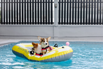 Joyful Corgi in Swimwear Splashing in Pool — Fun Summer Day with Dog Family