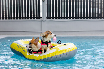 Joyful Corgi in Swimwear Splashing in Pool — Fun Summer Day with Dog Family
