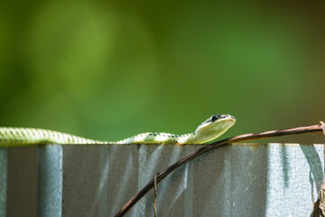 Golden Tree Snake, Flying snake Asian green snake slithering on the fence line.