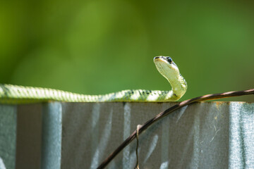 Golden Tree Snake, Flying snake Asian green snake slithering on the fence line.