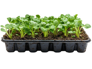 A tray of seedlings is shown on a white background