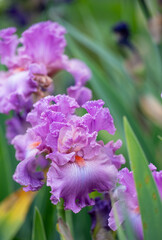 Beautiful Lavender Bearded Iris Flower Growing in Summer Garden