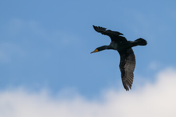 Double-crested cormorant in flight.