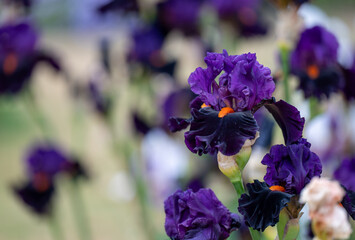 Beautiful Purple Bearded Iris Flower Growing in Summer Garden