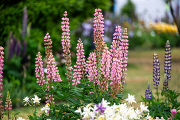 Obraz premium Beautiful Garden Full of Lupine and Iris Flowers 