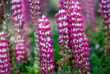 Obraz premium Beautiful Garden Full of Lupine and Iris Flowers 