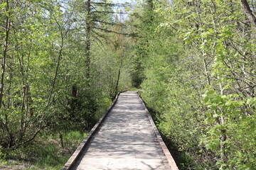 Wooden bridge in the forest. Outdoor activité in spring and summer. Hiking in a park or in a forest and a footpath in wood.