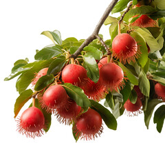 Fresh Red Rambutans Cluster On Branch PNG Cutout Isolated On Transparent Backdrop Ideal For Natural Food Presentations