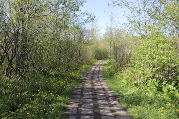 Path in the woods with old stones at the ground. Outdoor activity and walking in the forest or in a park.