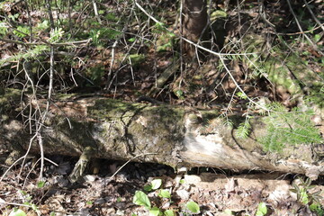 An old log in the forest with branch. Vegetation background with a log.