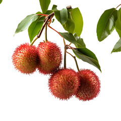 Fresh Red Rambutans Cluster On Branch PNG Cutout Isolated On Transparent Backdrop Ideal For Natural Food Presentations
