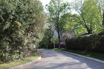 A view of a street in the summer. Road and transportation.