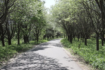 A path with trees for walking or for bicycle. A cycle path in spring and outdoor activity. A road in a park for bikes with beautiful vegetation and trees. Transportation and bicycle in summer.