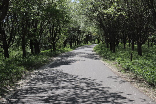 A path with trees for walking or for bicycle. A cycle path in spring and outdoor activity. A road in a park for bikes with beautiful vegetation and trees. Transportation and bicycle in summer.	