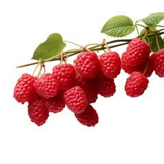 Raspberries Hanging On A Branch PNG Cutout Isolated On Transparent Backdrop With Vibrant Natural Colors