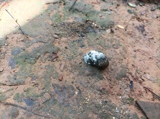 Chicken shit or chicken poop on the ground