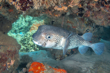 Large Spot-fin Porcupine Fish (Diodon hystrix) at the Blue Heron Bridge, Phil Foster Park, Riviera Beach, Florida