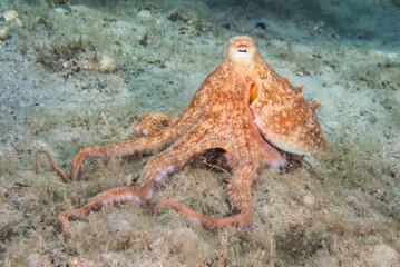Common Octopus (Octopus vulgaris) at the Blue Heron Bridge, Phil Foster Park, Riviera Beach, Florida