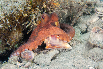 Common Octopus (Octopus vulgaris) eating a Conch at the Blue Heron Bridge, Phil Foster Park, Riviera Beach, Florida