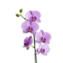 Naklejka premium Beautiful Orchid Flower in Bloom with Delicate Purple Petals