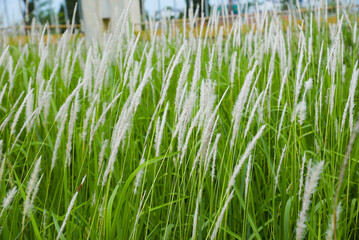 Close-up image of white cogon grass (Imperata cylindrica) swaying gently in the wind, captured in a lush green field during daylight. 