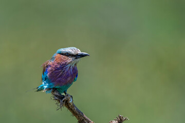 lilac breasted roller, national bird of kenya